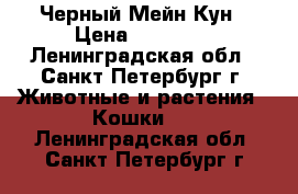 Черный Мейн Кун › Цена ­ 10 000 - Ленинградская обл., Санкт-Петербург г. Животные и растения » Кошки   . Ленинградская обл.,Санкт-Петербург г.